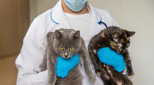 veterinarian treats a cat selective focus 2025 03 19 19 12 00 utc
